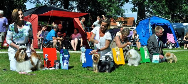Shih Tzu Danmark Grenaa